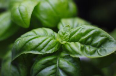 © Rickatschwende F. X. Mayr Health Retreat basil-7011898_1280