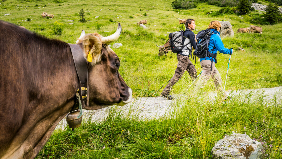 Alpe Garnera (c) Dietmar Denger - Vorarlberg Tourismus