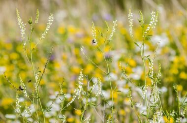 stone-clover-2408403_1280