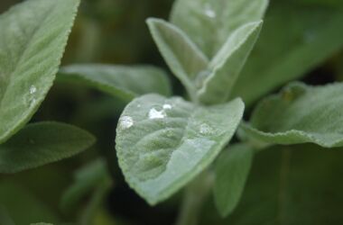drops-3393967_1280