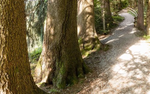 Waldweg