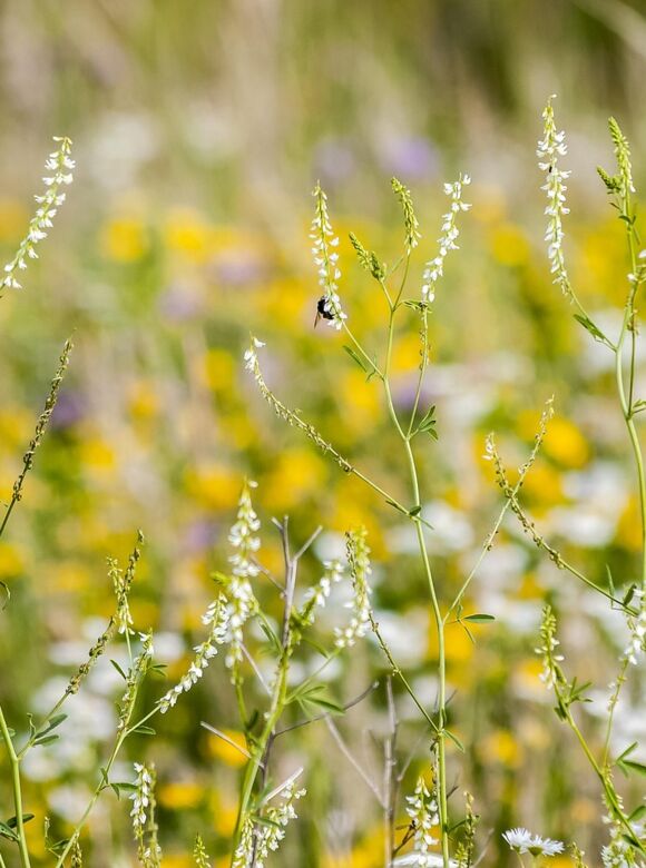 stone-clover-2408403_1280