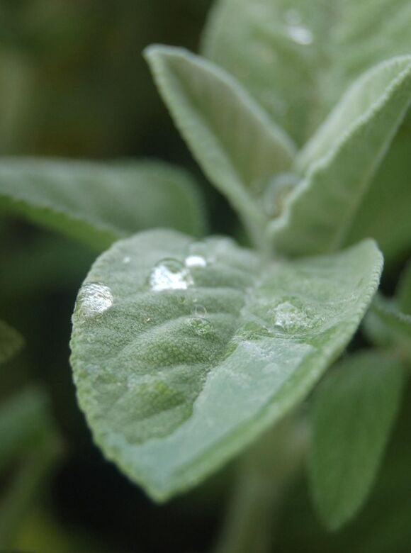 drops-3393967_1280