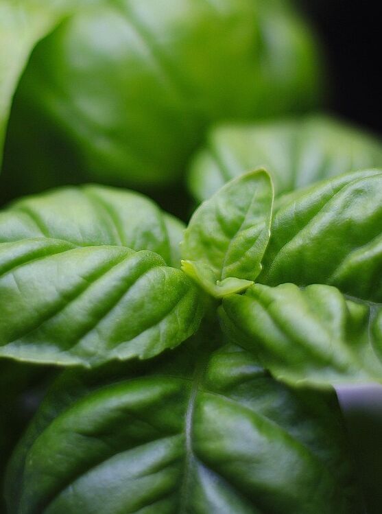 basil-7011898_1280