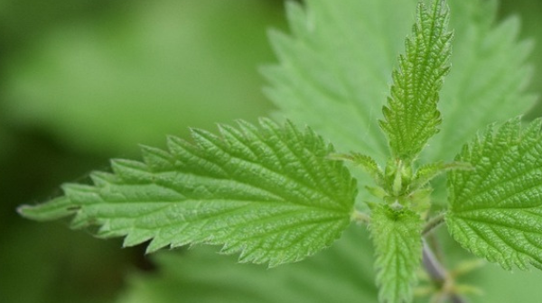 © Rickatschwende F. X. Mayr Health Retreat 2