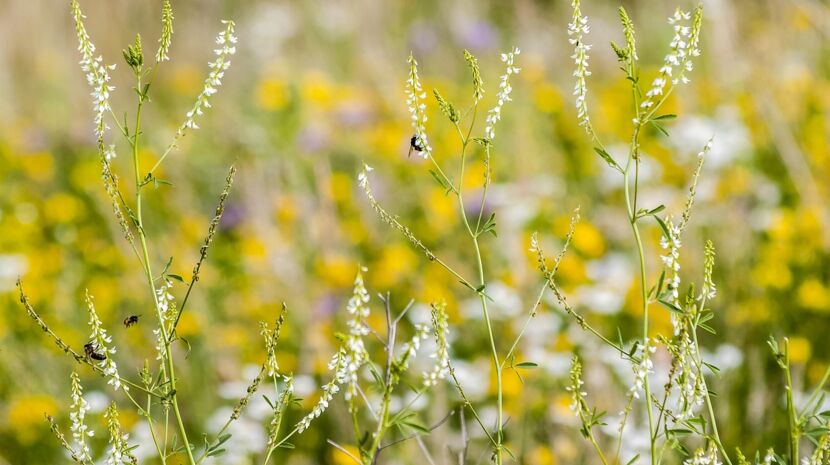 stone-clover-2408403_1280