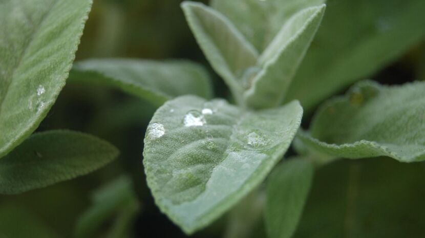 drops-3393967_1280