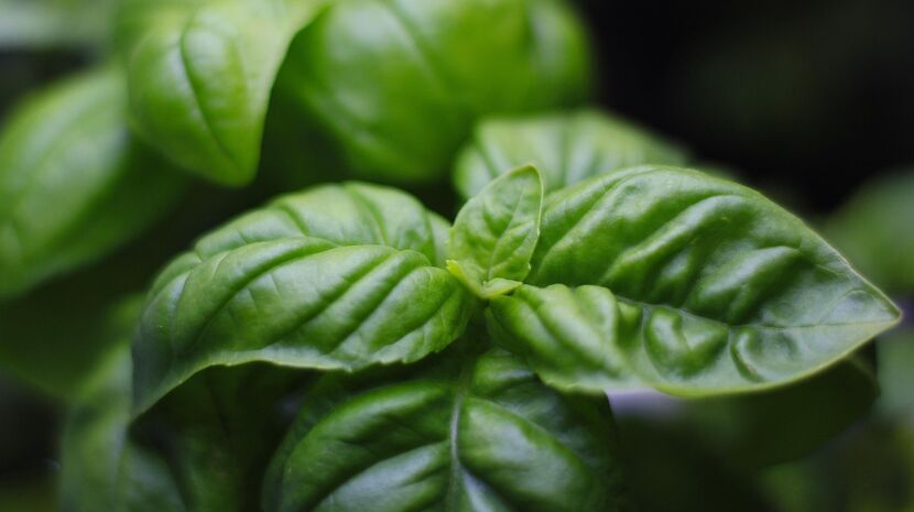 basil-7011898_1280
